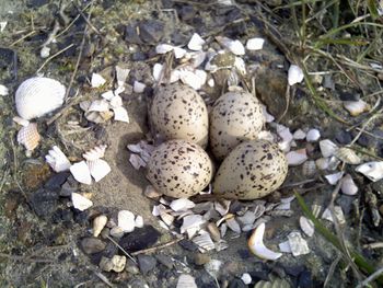 Nest bontbekplevier.JPG