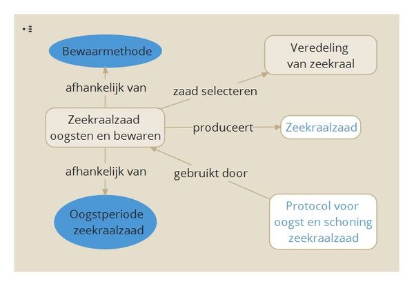 Zeekraalzaad oogsten en bewaren