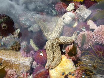 Hubbart - Spiny starfish (Marthasterias glacialis).jpg