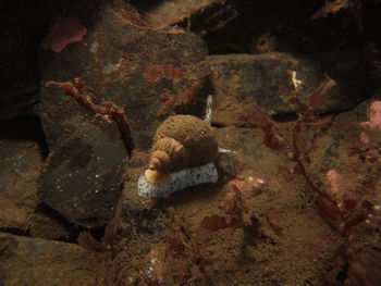 Lynott - 2013 - Common Whelk (Buccinum undatum).jpg