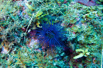 Ito - 2011 - Tube dwelling anemone.jpg