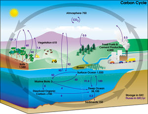 Carbon cycle diagram.jpeg