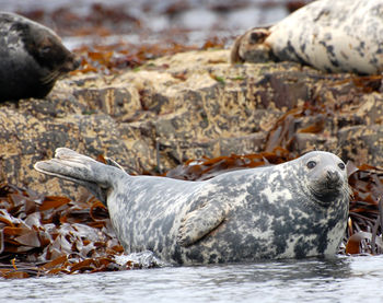 Steenbergs - 2011 - Grey Seal On Farne Islands.jpg