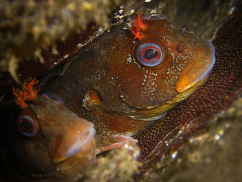 2011 - Tompot Blenny (Parablennius gattorugine).jpg